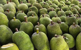 Quả mít Việt Nam sẽ được phép xuất khẩu chính ngạch sang Trung Quốc