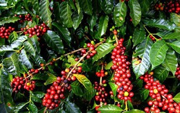 Xuất khẩu cà phê lập kỷ lục, đạt kim ngạch 7,94 tỷ USD