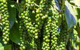 Việt Nam là nhà cung cấp hạt tiêu lớn nhất cho Mỹ