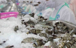 Xuất khẩu tôm Việt Nam sẽ cán mốc 4,6 tỷ USD trong năm 2025