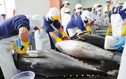 Nhiều tiềm năng cho cá ngừ Việt Nam tại thị trường Hà Lan