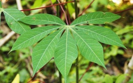 Xuất khẩu nhóm sản phẩm lá mỗi tháng đạt khoảng 1 triệu USD