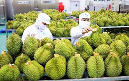 Xuất khẩu sầu riêng tiếp tục bứt phá mạnh mẽ trong năm nay