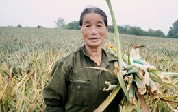 “Thủ phủ” vùng dứa Thanh Hóa lao đao: Cây xanh bỗng chết hàng loạt