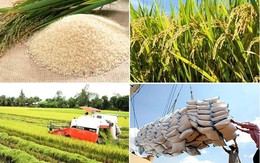 Xuất khẩu gạo giảm nhưng thị trường xuất hiện tín hiệu phục hồi tích cực