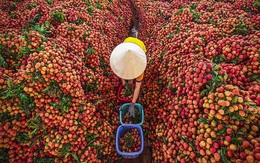Bắc Giang: Dự kiến vải thiều năm nay đạt sản lượng lên tới 165 nghìn tấn