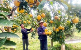 Thanh Hóa tập trung phát triển sản xuất nông nghiệp xanh