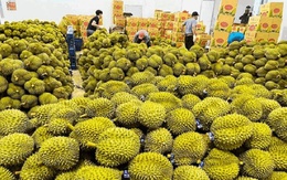 Nửa đầu tháng 4, kim ngạch xuất khẩu rau quả giảm 15,4%