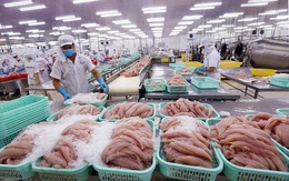Xuất khẩu cá tra đang có tín hiệu phục hồi tích cực