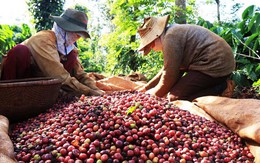 Xuất khẩu cà phê đạt gần 3,8 tỷ USD trong 4 tháng
