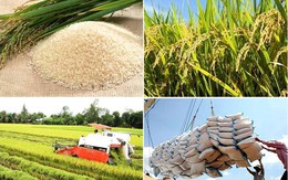 4 tháng, xuất khẩu gạo đạt 1,75 tỷ USD