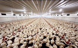 Thanh Hóa: Đầu tư 17.645 tỷ đồng vào chăn nuôi công nghệ cao