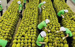 Tháng 5, xuất khẩu rau quả ước đạt 496 triệu USD, giảm 35,5%