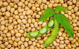 Việt Nam nhập khẩu hơn 703 nghìn tấn đậu tương trong 4 tháng