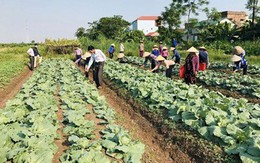 Tiên Du: Gần 22.800 hộ nông dân cam kết sản xuất, kinh doanh thực phẩm an toàn