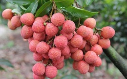 Vải thiều Bắc Giang: Những tín hiệu tích cực từ thị trường nội địa và xuất khẩu