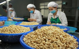 5 tháng đầu năm, Việt Nam nhập khẩu 1,32 triệu tấn hạt điều