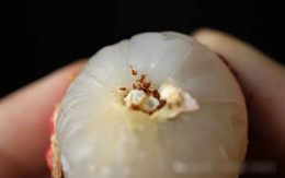 Bóc vỏ quả vải, phần đen trên cuống là gì? Nhiều người nghĩ là "phân sâu", chuyên gia trả lời