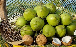 Kim ngạch nhập khẩu dừa chế biến tăng gấp 11,3 lần