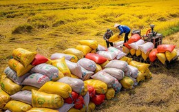 Gạo Việt đang có sức cạnh tranh so với gạo Thái Lan