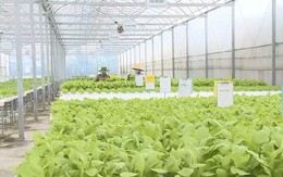 Thanh Hóa: Nông nghiệp công nghệ cao - hướng đi trọng tâm của tỉnh