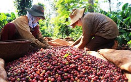 Giá cà phê giảm sâu sau thời gian dài tăng giá