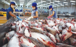 7 doanh nghiệp Việt xuất khẩu cá tra được Mỹ miễn thuế trong kỳ rà soát mới nhất