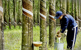 Ngành cao su nắm bắt cơ hội, đẩy mạnh xuất khẩu