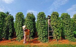 Hồ tiêu tiếp tục là điểm sáng của nông sản xuất khẩu