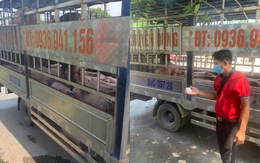 Phát hiện xe chở đàn lợn nhiễm virus dịch tả lợn Châu Phi được đưa về Hải Phòng tiêu thụ