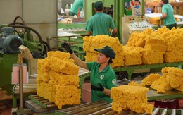 Thách thức từ chuỗi cung ứng cao su tiểu điền