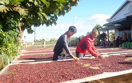 Sáu tháng đầu năm, xuất khẩu cà phê của Việt Nam đạt 5,45 tỷ USD