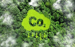 Hoàn thiện khung pháp lý để minh bạch thị trường carbon rừng