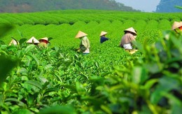 Định hướng chiến lược nâng cao giá trị xuất khẩu chè Việt vào Indonesia