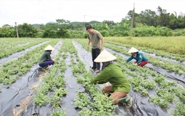 Nghệ An: Triển khai đầu tư, hỗ trợ phát triển vùng trồng dược liệu quý