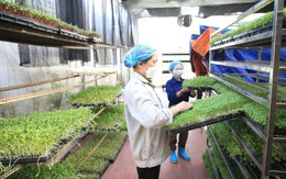 Hà Nội: Tái cơ cấu nông nghiệp theo mô hình sinh thái hiện đại và bền vững