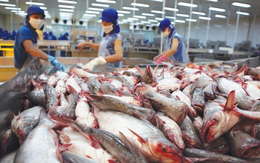 Xuất khẩu cá tra vượt mốc 1 tỷ USD trong nửa đầu năm