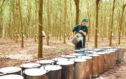 Trung Quốc chiếm 70% thị phần xuất khẩu cao su của Việt Nam