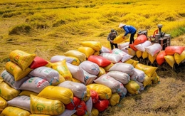 Xuất siêu ngành nông nghiệp và môi trường đạt 9,83 tỷ USD, tăng 16,3%