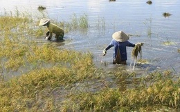 Hà Nội: Các mức hỗ trợ cây trồng, vật nuôi bị thiệt hại do thiên tai, dịch hại