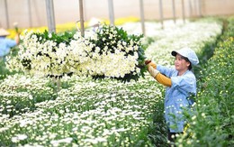 Xuất khẩu hoa và lá cây mang về hơn 43 triệu USD cho Việt Nam
