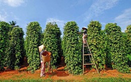 Sản lượng tiêu niên vụ 2025 giảm 10.000 tấn so với năm 2024