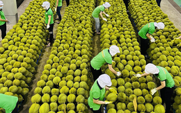 Xuất khẩu sầu riêng giảm tháng thứ 5 liên tiếp