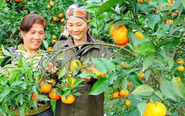 Hà Nội: Ban hành Chương trình Khuyến nông thành phố giai đoạn 2026-2030