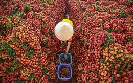 Xuất khẩu vải thiều đạt một cột mốc ấn tượng