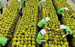 Xuất khẩu sầu riêng sôi động trở lại với kim ngạch 7 tháng ước đạt hơn 1 tỷ USD