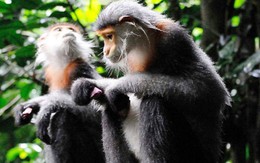 Hà Nội triển khai liên kết vùng trong bảo tồn đa dạng sinh học