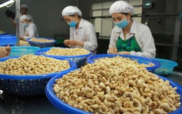 Nửa đầu năm, xuất khẩu hạt điều thu về gần 2,4 tỷ USD