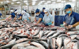 6 tháng đầu năm, xuất khẩu thủy sản đạt 5,2 tỷ USD, tăng gần 19%