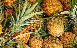 Trái dứa Việt có cơ hội trở thành “quả vàng” của nông nghiệp xuất khẩu